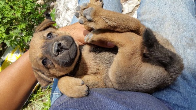 Sophie - Mixed Breed Dog