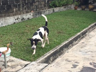 Moo  - Pit Bull Terrier Mix Dog