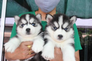 Wooly Husky(New Batch) - Husky Dog