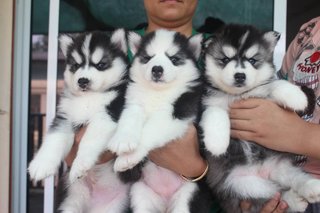 Wooly Husky(New Batch) - Husky Dog