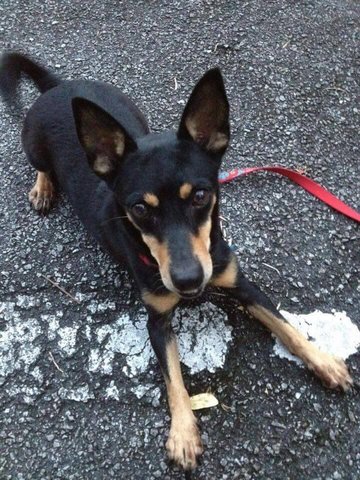 Yuki - Miniature Pinscher Mix Dog