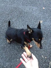 Yuki - Miniature Pinscher Mix Dog