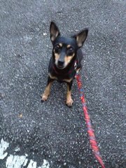 Yuki - Miniature Pinscher Mix Dog