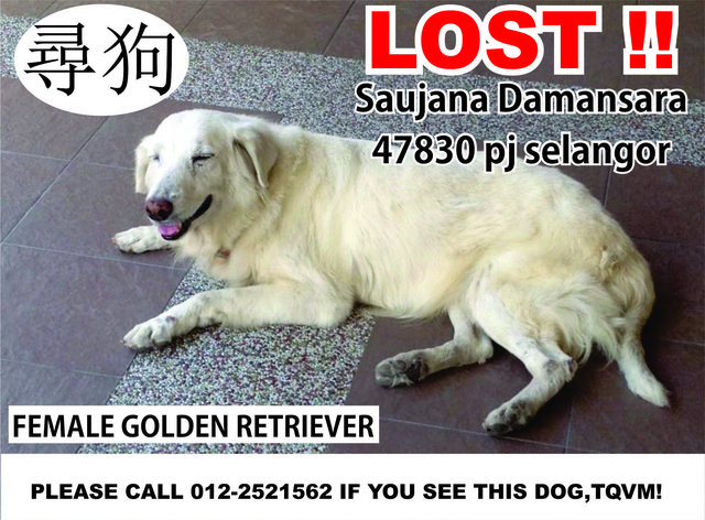 Please Help Find Luilui (Found) - Golden Retriever Dog