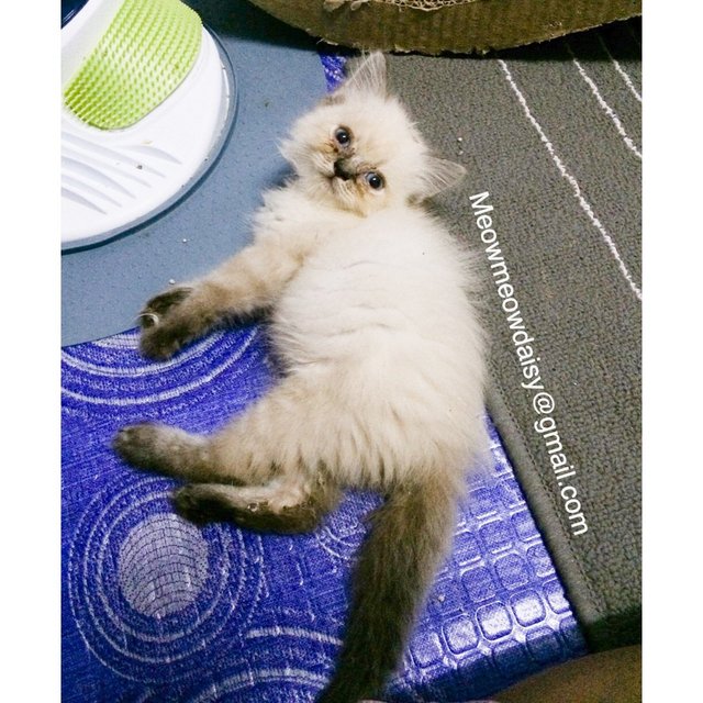 Twin- Baby And Melur - Ragdoll Cat