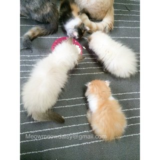 Twin- Baby And Melur - Ragdoll Cat