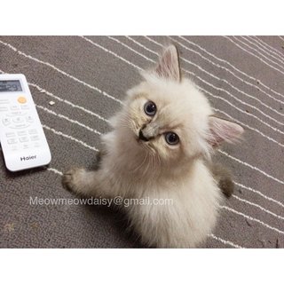 Twin- Baby And Melur - Ragdoll Cat