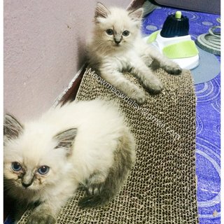 Twin- Baby And Melur - Ragdoll Cat