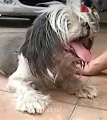 Ah Ngau - Shih Tzu Dog