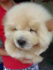 Imported Chow Chow  - Chow Chow Dog