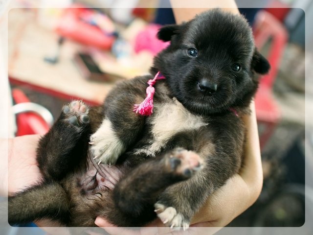 The Ewok  - Mixed Breed Dog