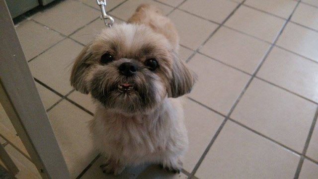 Sofie - Shih Tzu Dog