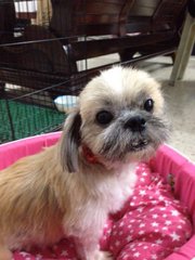 Sofie - Shih Tzu Dog