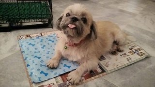 Sofie - Shih Tzu Dog