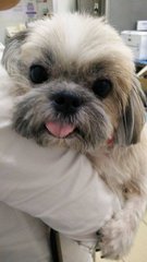 Sofie - Shih Tzu Dog