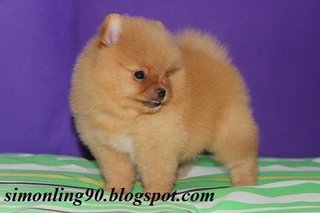 Chubby Monster - Pomeranian Dog