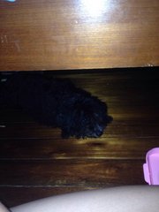 Xiao Hei - Maltese Mix Dog