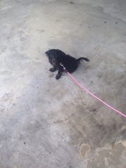 Xiao Hei - Maltese Mix Dog