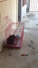 puppy being stolen with the cage