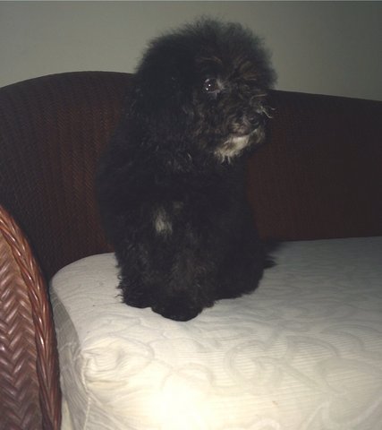 Xiao Hei - Maltese Mix Dog