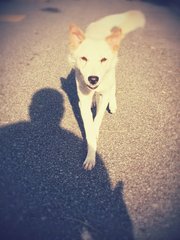 White Spitz Mix - Spitz Mix Dog