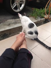 Polka - Domestic Medium Hair Cat