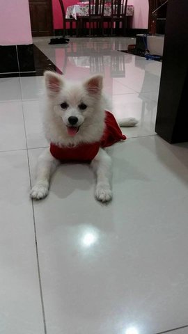 Cute Pomeranian - Pomeranian Dog