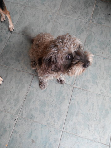 Charcoal  - Poodle + Shih Tzu Dog