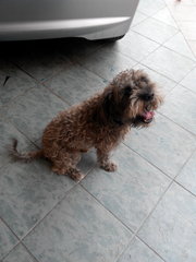 Charcoal  - Poodle + Shih Tzu Dog