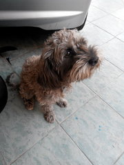 Charcoal  - Poodle + Shih Tzu Dog