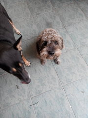 Charcoal  - Poodle + Shih Tzu Dog