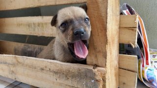 Browny - Mixed Breed Dog