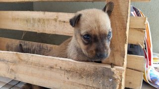 Browny - Mixed Breed Dog