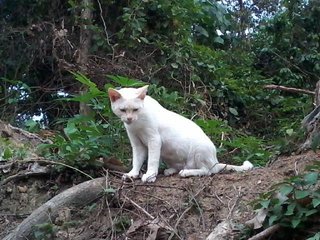 Lenloy - Domestic Short Hair Cat