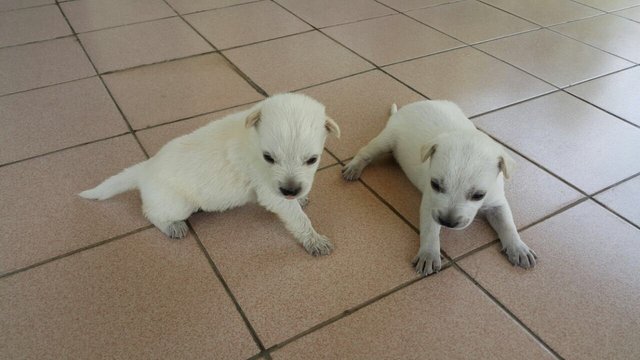 White Pups - Mixed Breed Dog