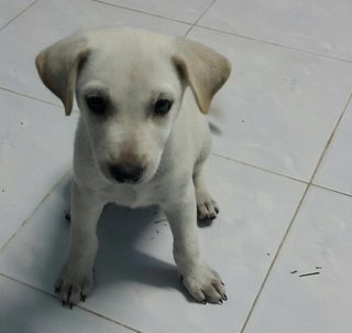 White Pups - Mixed Breed Dog