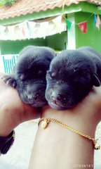 Black Pups - Mixed Breed Dog