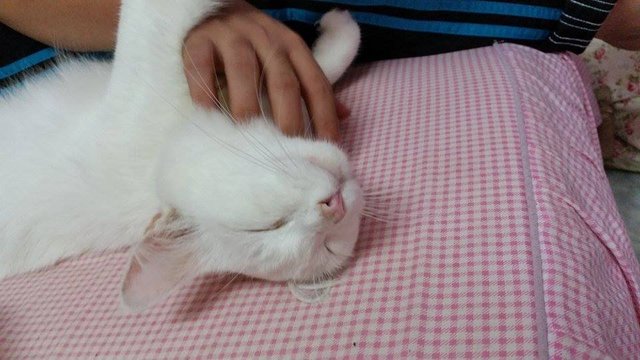 Maru And Garfield  - Domestic Long Hair + Domestic Medium Hair Cat