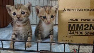 2 Hungry, Crying Kittens - Domestic Short Hair Cat