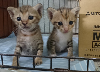 2 Hungry, Crying Kittens - Domestic Short Hair Cat