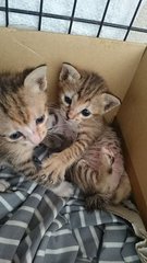 2 Hungry, Crying Kittens - Domestic Short Hair Cat