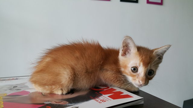 Stripe - Domestic Short Hair Cat