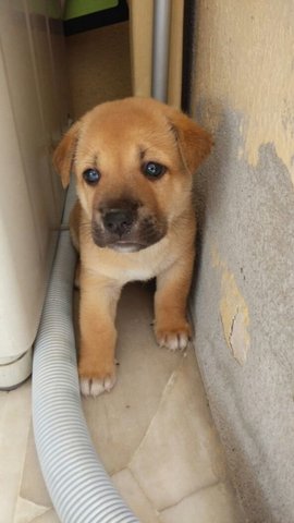 Adopted!!. - Mixed Breed Dog