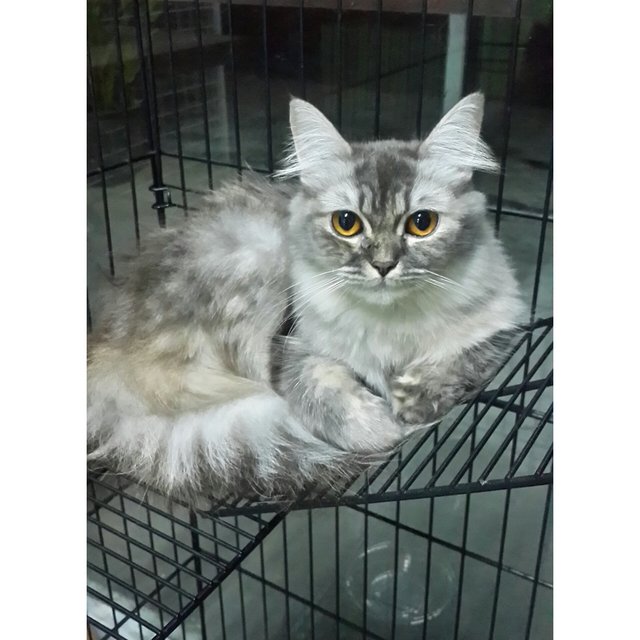 Butter - Persian Cat