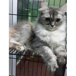 Butter - Persian Cat