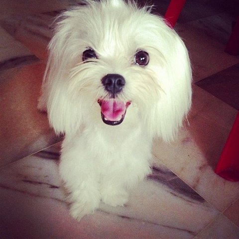 Miya Aka Mandy - Maltese Dog