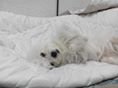 Miya Aka Mandy - Maltese Dog