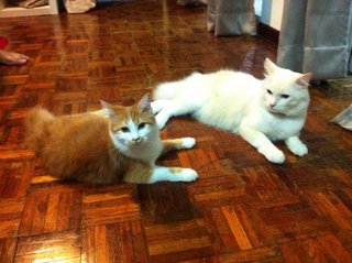 bapak kucing & mak kucing