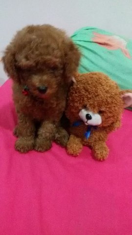 Tiny Poodle - Poodle Dog