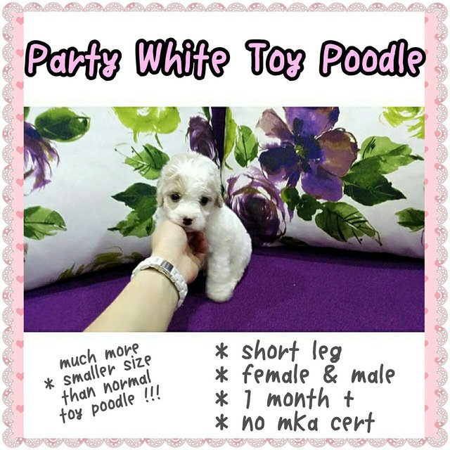 Party White Toy Poodle - Poodle Dog